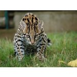 Večerní krmení šelem – Zboží Mobilmania