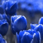 Tulipán Triumph Blue - Tulipa - cibule tulipánu - 3 ks – Zbozi.Blesk.cz