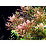 Rotala rotundifolia - Kolovka okrouhlolistá – Hledejceny.cz