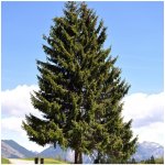 Jedle Pindrow - Abies Pindrow - semena jedle - 8 ks – Zbozi.Blesk.cz