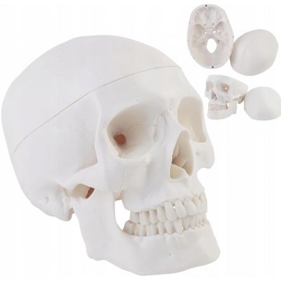 Model anatomický lidské lebky, měřítko 1:1 – Hledejceny.cz