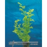 Ceratopteris thalictroides – Hledejceny.cz