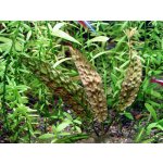 Cryptocoryne Bullosa 5,5 cm – Zboží Mobilmania