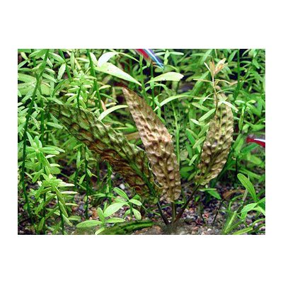 Cryptocoryne Bullosa 5,5 cm – Zboží Mobilmania