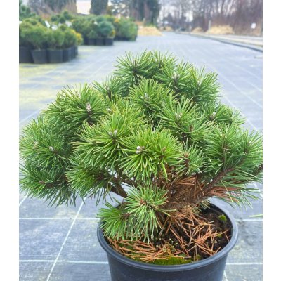 Pinus mugo 'Hnízdo' Prodejní velikost: 015/020, Velikost hrnku: 3 l – Zbozi.Blesk.cz