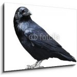 Skleněný obraz 1D - 100 x 70 cm - Black raven. Bird isolated on white. Černý havran. Pták izolovaných na bílém. – Hledejceny.cz