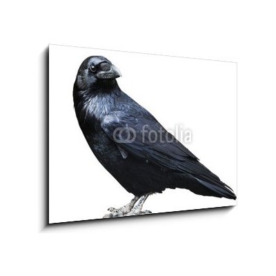 Obraz 1D - 100 x 70 cm - Black raven. Bird isolated on white. Černý havran. Pták izolovaných na bílém.