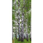 AG Design FTNV-2896 vliesová fototapeta Břízy rozměry 90 x 202 cm – Zboží Mobilmania