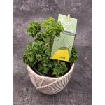 Pelargonium graveolens citron – Zboží Dáma