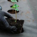Springos agrotextilie 3,2 x 10 m extra pevná AG0031 černá – Hledejceny.cz