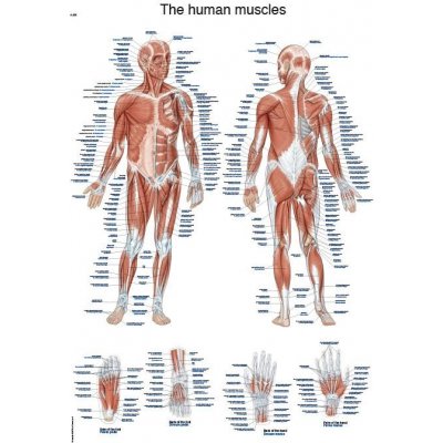 Plakát svalová soustava člověka 50x70 cm