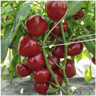 Paprika rajčatová Dumas - Capsicum annuum - semena papriky - 15 ks – Zbozi.Blesk.cz