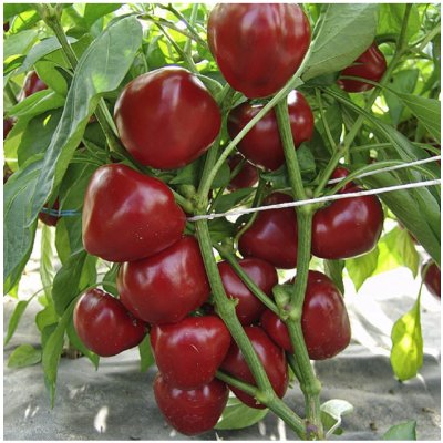 Paprika rajčatová Dumas - Capsicum annuum - semena papriky - 15 ks