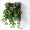 Obraz Ortisgreen Obraz z živých rostlin Hub 50x50 cm pro 13 rostlin, neosázený, tmavě šedá