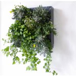Ortisgreen Obraz z živých rostlin Hub 50x50 cm pro 13 rostlin, neosázený, tmavě šedá – Zboží Mobilmania