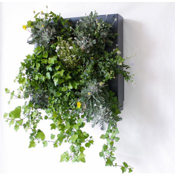 Ortisgreen Obraz z živých rostlin Hub 50x50 cm pro 13 rostlin, neosázený, tmavě šedá