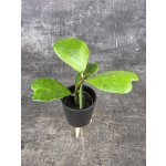 Hoya Kerrii zelená mini – Zboží Mobilmania