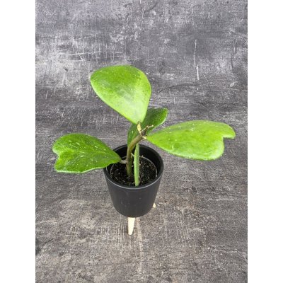 Hoya Kerrii zelená mini – Zboží Mobilmania