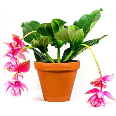 Gardners Medinilla, průměr 17 cm Tupoušek pyšný – Hledejceny.cz