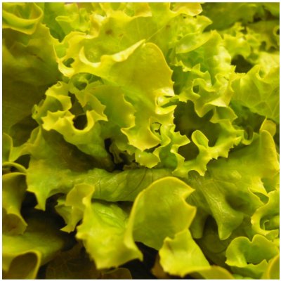 BIO Salát hlávkový Maikönig - Lactuca sativa - bio semena salátu - 0,1 g – Zboží Mobilmania