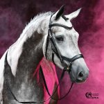 Busse Uzdečka Feeling anatomická černá – Zboží Dáma