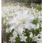 Lilie 'Roselily Eleonora®' 1 ks – Zboží Dáma