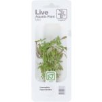 Limnophila hippuridoides – Sleviste.cz