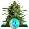 Semeno konopí Royal Queen Seeds Titan F1 semena neobsahují THC 5 ks