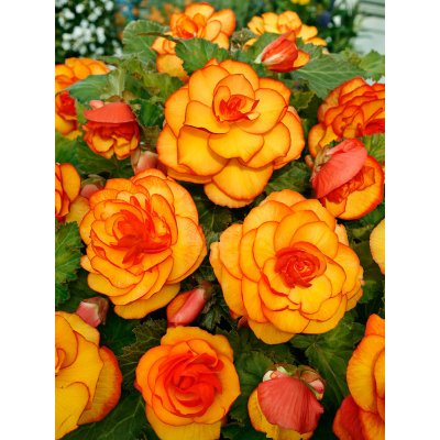 Begónie 'Picotee yellow-red' 2 ks – Sleviste.cz