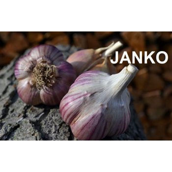 Sadbový česnek JANKO 8 ks - paličák