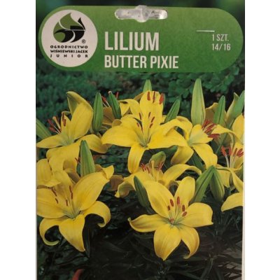 Lilie cibule, Lilium Asiatic Butter Pixie, žlutá, balená, 1 ks – Zboží Mobilmania