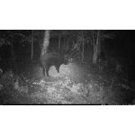 OXE Viper – Zboží Živě