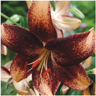 Lilie Chocolate Event - Lilium - cibule lilie - 1 ks