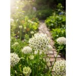 Okrasný česnek 'Nigrum' 5 ks – Hledejceny.cz