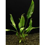 Cryptocoryne ciliata - Kryptokoryna brvitá – Sleviste.cz