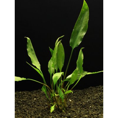 Cryptocoryne ciliata - Kryptokoryna brvitá – Sleviste.cz