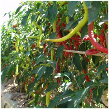 Paprika kozí roh Beros – Capsicum annuum – semena chilli – 15 ks