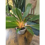 Chlorophytum Green Orange – Zboží Dáma