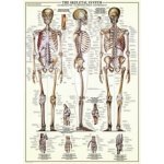 EuroGraphics Kosterní soustava The Skeletal System 1000 dílků – Zboží Mobilmania