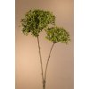 Květina Paramit DRY CROWN FLOWER Aranžovací květina zelená 71 cm