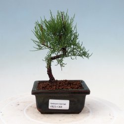 Venkovn bonsai - Tamaryek - Tamarix kvtina - Nejlep Ceny.cz