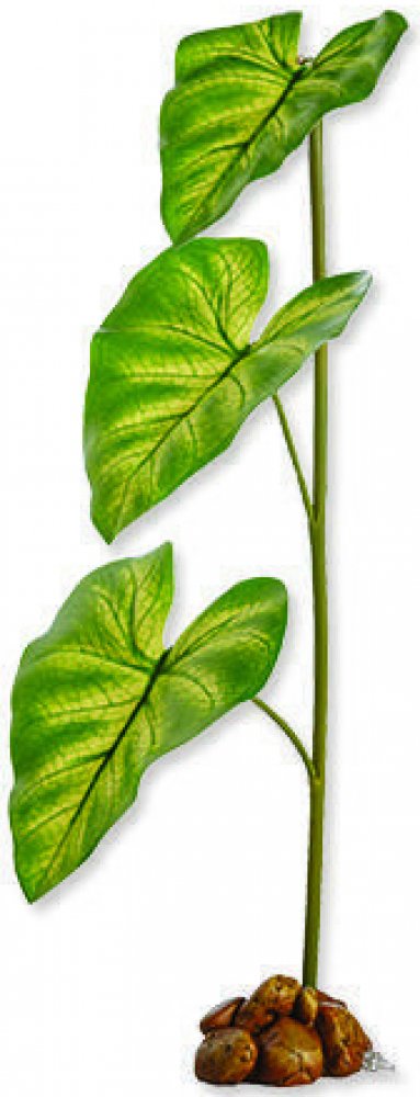 aurea variegata monstera Monstera adansonii variegata Aurea