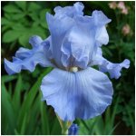 Kosatec Little Sapphire - Iris pumila - cibuloviny - 1 ks – Sleviste.cz