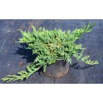 Juniperus horizontalis 'Wiltonii' Prodejní velikost: 020/030, Velikost hrnku: 7,5 l