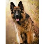 NORIMPEX Diamantové malování Německý ovčák 30 x 40 cm – Hledejceny.cz