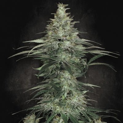 Paradise Seeds Sensi Star semena neobsahují THC 3 ks – Zboží Dáma