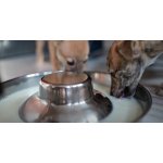 Eminent Mléko pro štěňata 500 g – Sleviste.cz