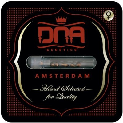 DNA Genetics Cannalope Haze semena neobsahují THC 3 ks – Zboží Dáma