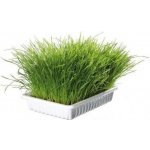 Trixie Tráva Cat v misce 100 g – Hledejceny.cz