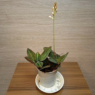 Ludisia Discolor – Hledejceny.cz